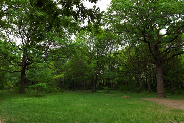 trees in the park