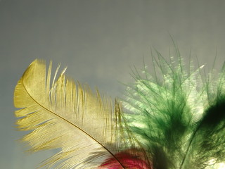 Isolated Pure Feather on a Daylight