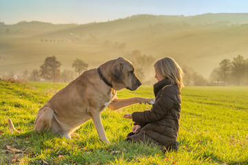 Hund stubst seinen besten Freund, das Kind, behutsam mit seiner Pfote an - Vertrauen zwischen Mensch und Tier an einem sonnigen Herbsttag - 236357993