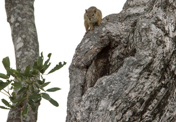 Squirrel over a tree