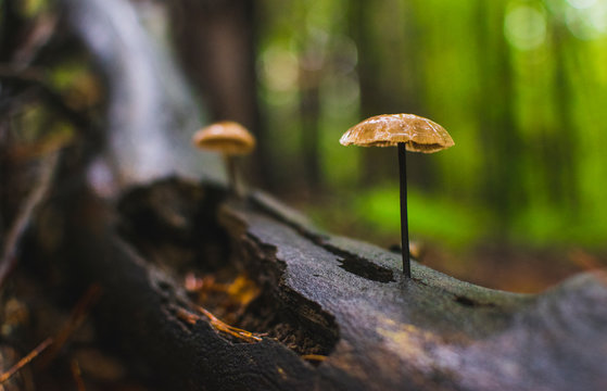 Elegent mushrooms grow up from tree trunk in wet forest