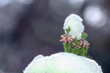Calluna vulgaris Erica carnea winter heath in the snow