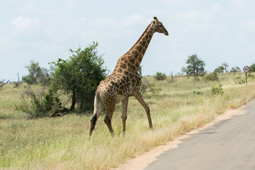 Obraz premium Isolated giraffe crossing the street of krueger national park