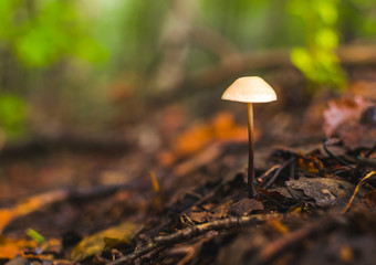 Fototapeta na wymiar Elegent and wild mushrooms in wet, rainy forest