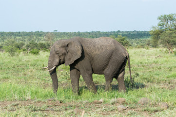 Naklejka na ściany i meble Huge elephant walking on the wild