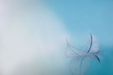 group of skeleton leaves on blured background, close up