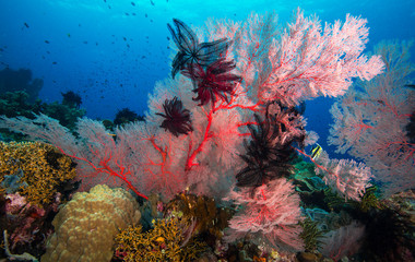 Soft corals on healthy coral reef