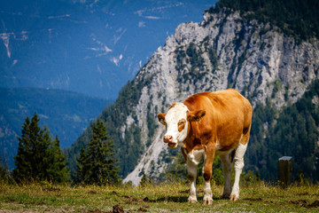 Naklejka premium Cows in the Alps