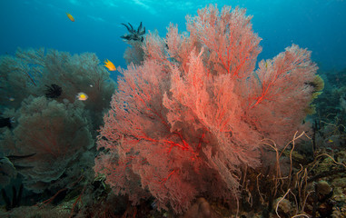 Fototapeta na wymiar Fan corals on coral reef
