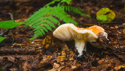 Forest mushroom on forest floor after rain on summer day