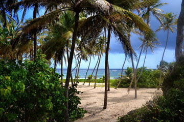 Naklejka na ściany i meble Caribbean island Martinique. Beautiful beach, turquoise water. Storm is coming, it's hurricane season in october