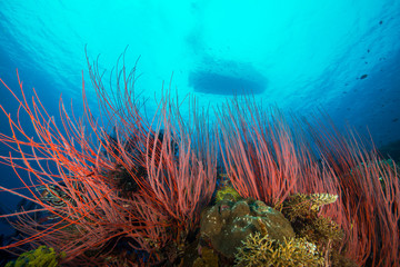 Fototapeta na wymiar Coral reef with boat in background