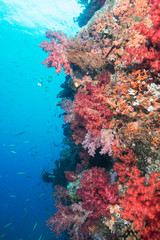 Fototapeta na wymiar Red-orange corals on reef wall