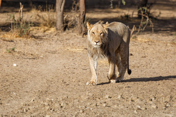 Young male lion walking - Kgalagadi Transfrontier Park - South Africa