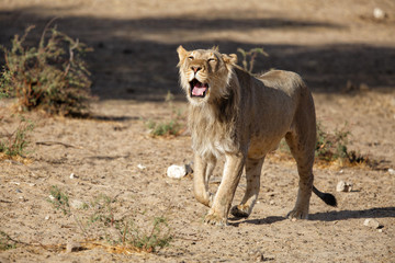 Obraz na płótnie Canvas Young male lion yawning and walking - Kgalagadi Transfrontier Park - South Africa