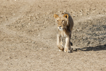 Young male lion walking - Kgalagadi Transfrontier Park - South Africa