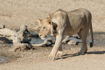 Young male lion walking at a small waterhole - Kgalagadi Transfrontier Park - South Africa