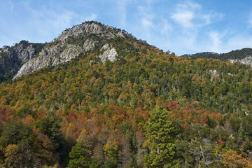 Fototapeta na wymiar Autumn in Conguillio National Park in southern Chile. Trees in autumn foliage in the foreground; evergreen Araucania Trees (Araucaria araucana) beyond on the higher rocky mountain tops.