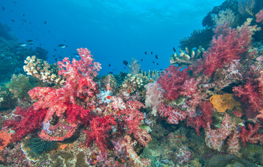Fototapeta na wymiar Healthy reefscape