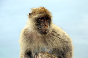 Gibraltar monkey portrait at the top of The Rock of Gibraltar. Traveling Spain UK.