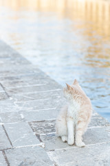 Fototapeta premium Beautiful creamy cat outside. Cat standing near a lake full of fish. 