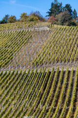 Vertical grape vines on hillside