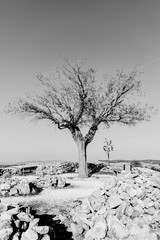 Black and white view of a lonely dry tree. A sunny autumn day in Turkey. Symbol of loneliness 