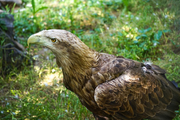 Portrait of a large bird of prey on a natural background