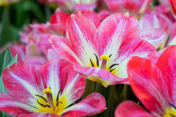 Obraz na płótnie Canvas tulip, flower, spring, tulipa, color, pink, white