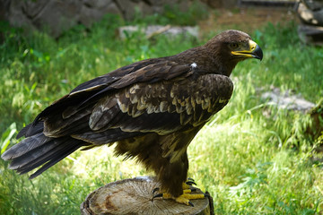 Portrait of a large bird of prey on a natural background