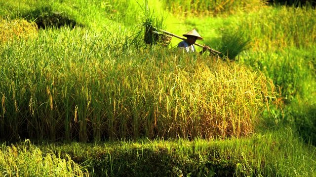 Tropical view of traditional Bali rice farmer working on hillside field carrying harvested rice crop South East Asia