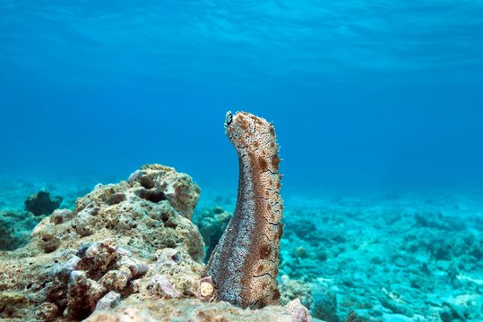 Graeffe's Sea Cucumber (Pearsonothuria graeffei) stands upright on a coral reef, Indian Ocean, Maldives, Asia