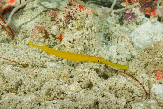 Juvenile Yellow Pacific Trumpetfish (Aulostomus Chinensis), Indian Ocean, Maldives, Asia