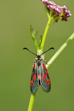 Six-spot burnet (Zygaena filipendulae) sits on Sumpf-Baldrian (Valeriana dioica), Samnaun, Graubunden, Switzerland, Europe