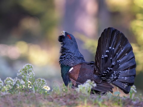 Western capercaillie (Tetrao urogallus), courtshiping in blossoming butterbur, Chiemgau Alps, Bavaria