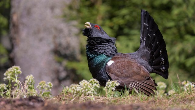 Western capercaillie (Tetrao urogallus), courtshiping in blossoming butterbur, Chiemgau Alps, Bavaria