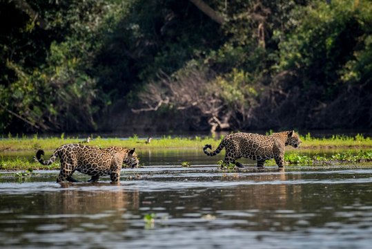 Jaguars (Panthera onca) cross Rio Negro, Barranco Alto, Pantanal, Mato Grosso do Sul, Brazil, South America