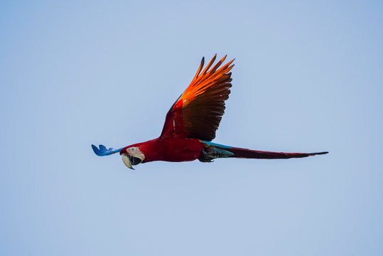 Red-and-green macaw (Ara chloropterus) in flight, Pantanal, Mato Grosso do Sul, Brazil, South America