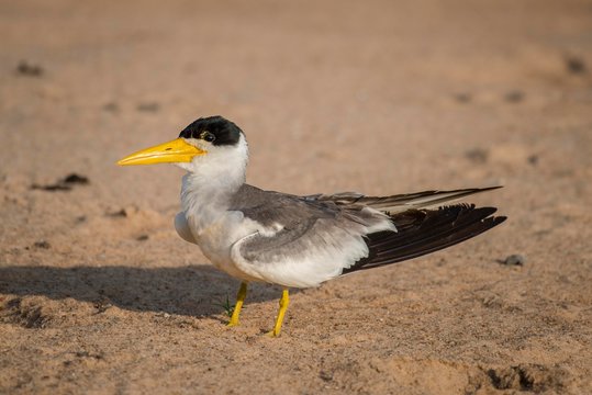 Large-billed tern (Phaetusa simplex) standing in sand, Pantanal, Mato Grosso do Sul, Brazil, South America