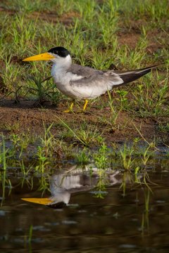 Large-billed tern (Phaetusa simplex) sits at water, Pantanal, Mato Grosso do Sul, Brazil, South America