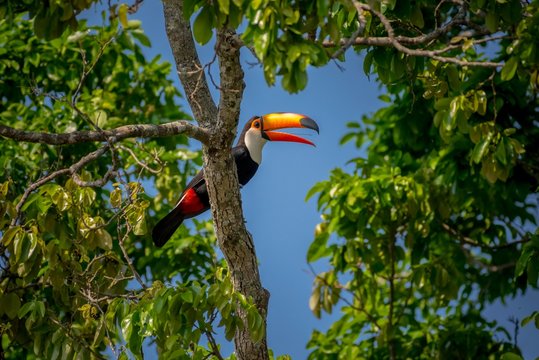 Toco toucan perching in tree, Brazil
