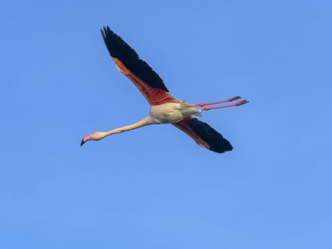 Greater flamingo (Phoenicopterus roseus), flying in blue sky, Comacchio, Emilia-Romagna, Italy, Europe