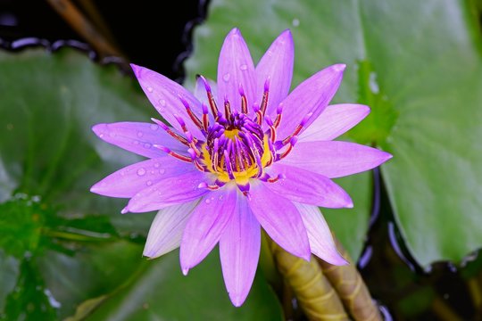 Purple lotus (Nymphea stellata), Germany, Europe
