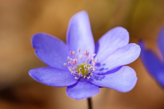 Liverflower (Hepatica nobilis), Flower, Upper Bavaria, Bavaria, Germany, Europe