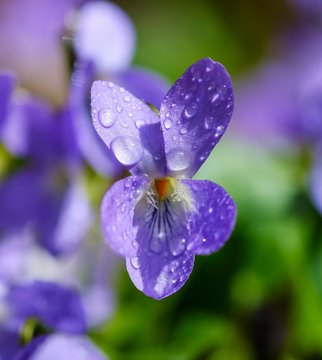 Wood violet (Viola odorata), flower with drops of water, Upper Bavaria, Bavaria, Germany, Europe