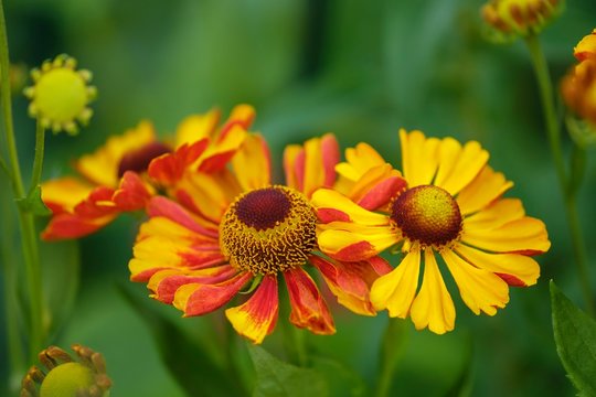 Sneezeweed (Helenium hybridum Biedermeier), Germany, Europe
