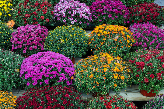 Variety of healthy mums for sale, Deleware, USA.