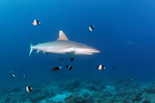 Grey reef shark (Carcharhinus amblyrhynchos), Brown-and-white butterflyfish (Hemitaurichthys zoster), Indian Ocean, Maldives, Asia