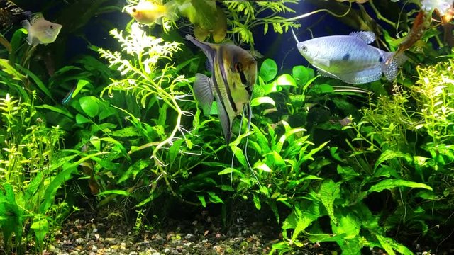 Angel fish and blue Gourami in densely planted tropical aquarium swimming with other tropical fish