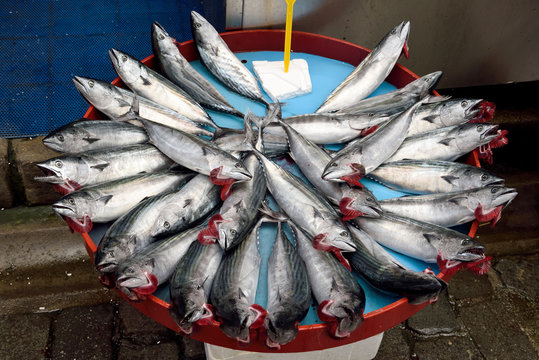 Market stall with Atlantic bonito (Sarda sarda) fish